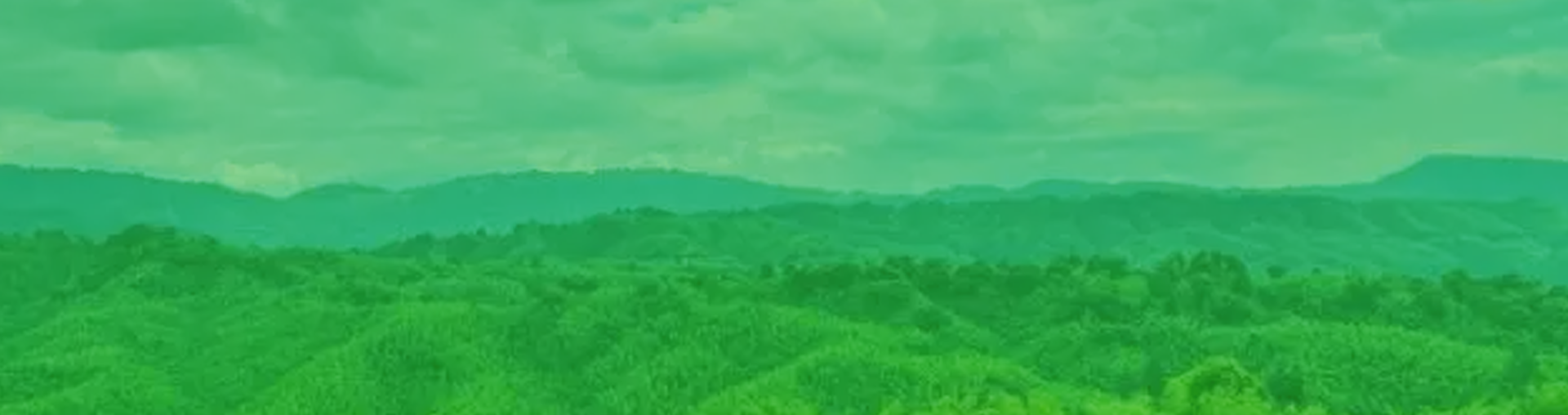 行业前景